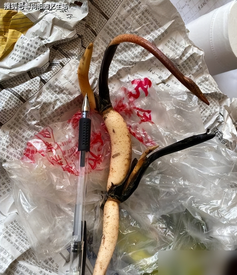 All the way to map the way the bowl is planted