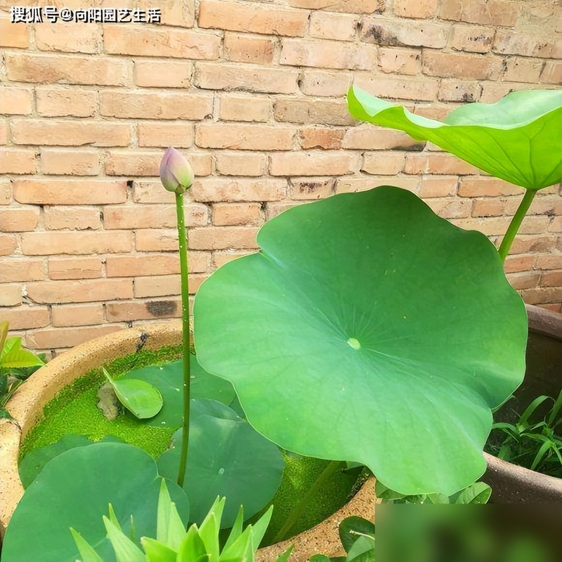All the way to map the way the bowl is planted