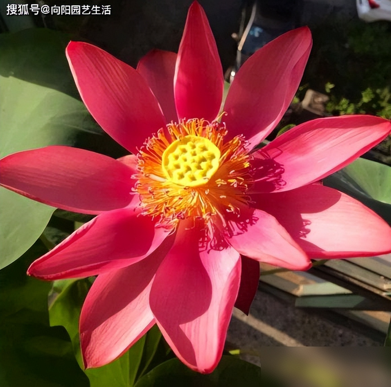 All the way to map the way the bowl is planted