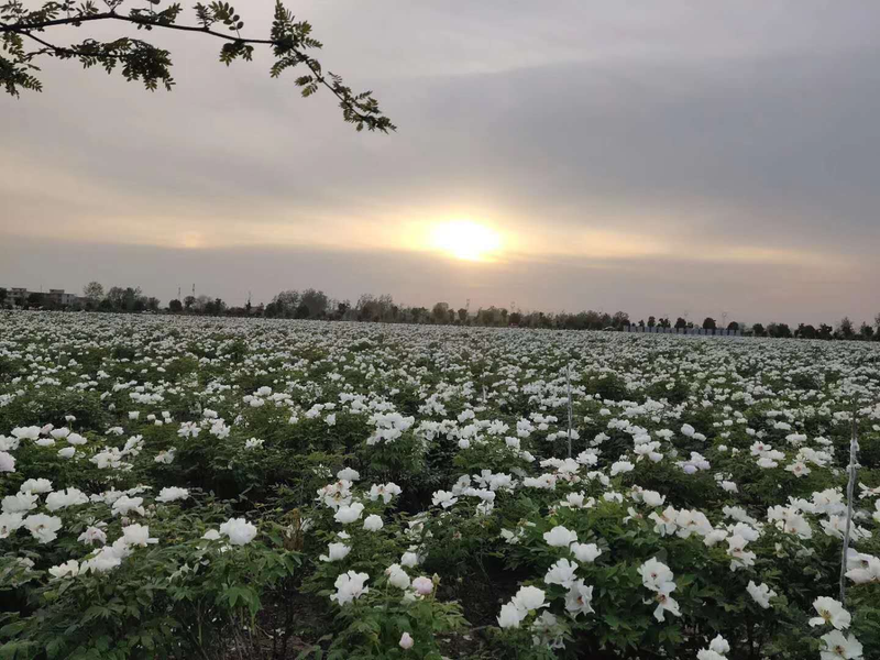 油牡丹种子的种植方法