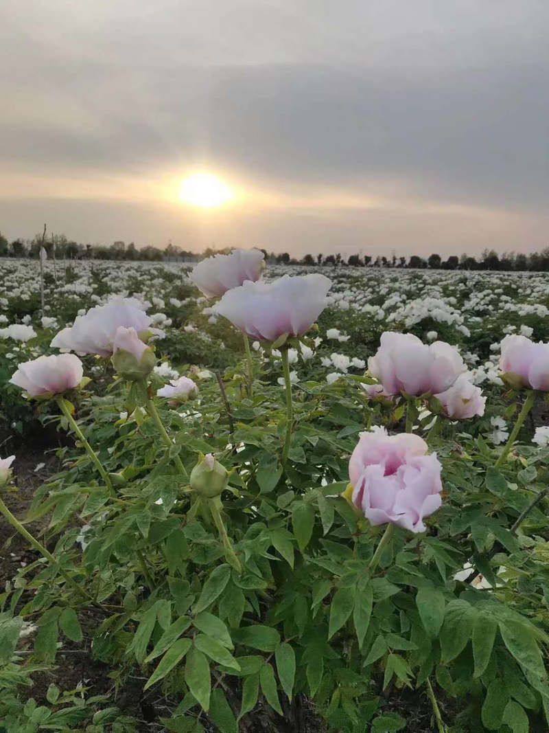 油牡丹种子的种植方法