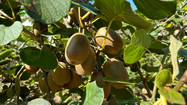 Shandong monkey farming technology