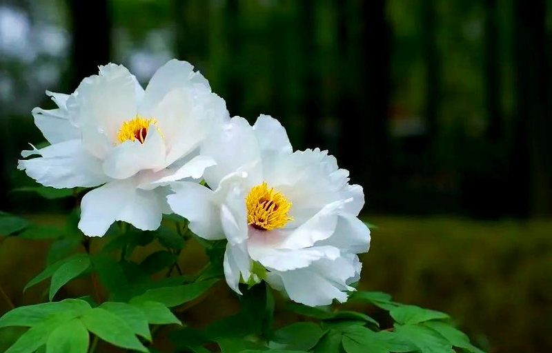 The method of planting the oily seed