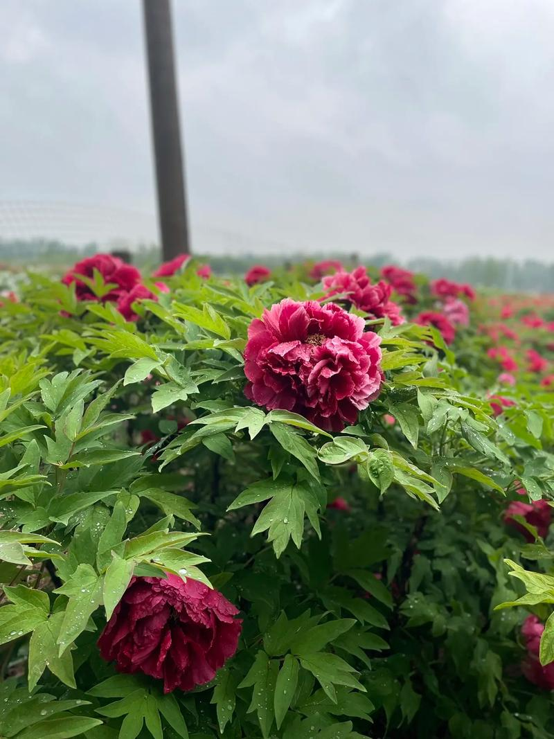 The method of planting the oily seed