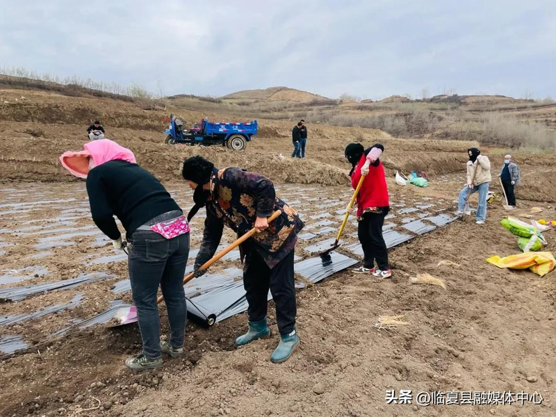 Cultivation methods involving turkish parties