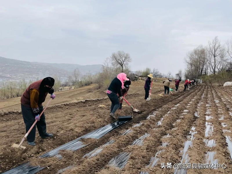 Cultivation methods involving turkish parties