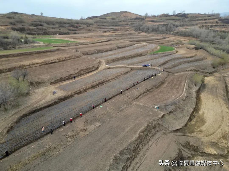 Cultivation methods involving turkish parties