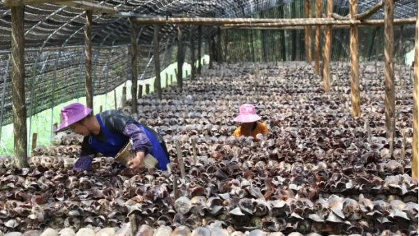 黑木耳的种植技术