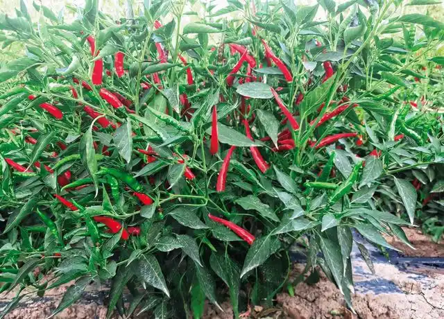 大棚尖椒种植技术