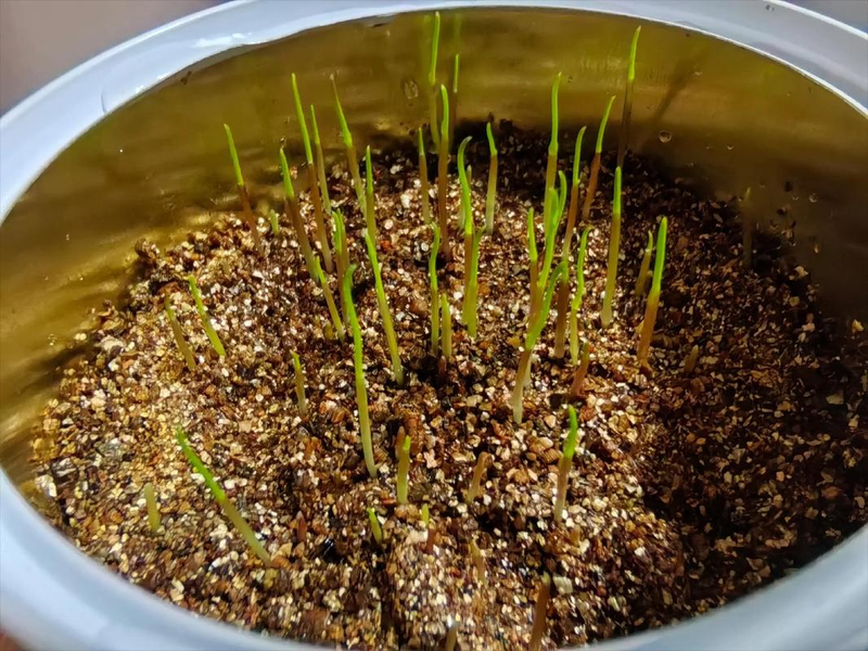 小麦草的种植方法