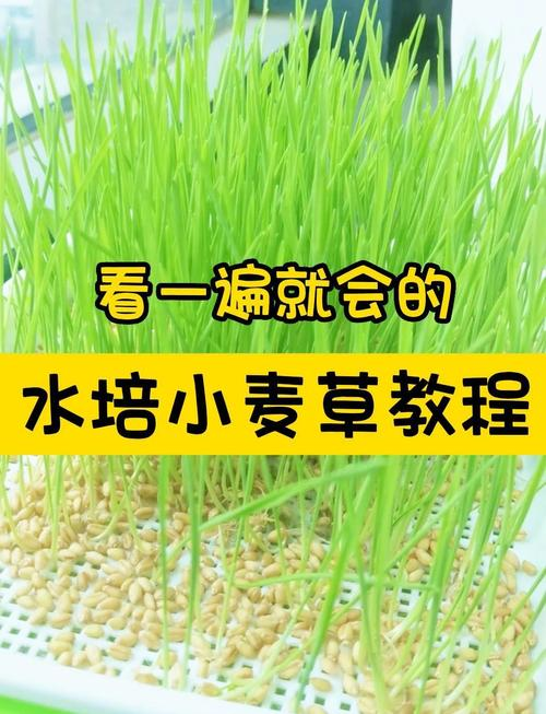 小麦草的种植方法