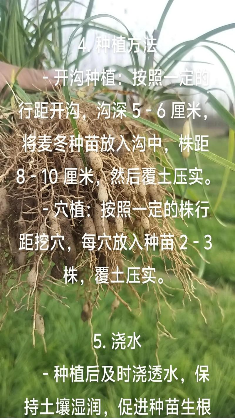 小麦草的种植方法