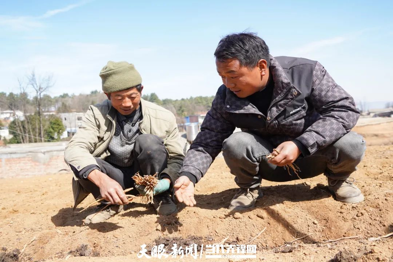 Cultivation methods involving turkish parties