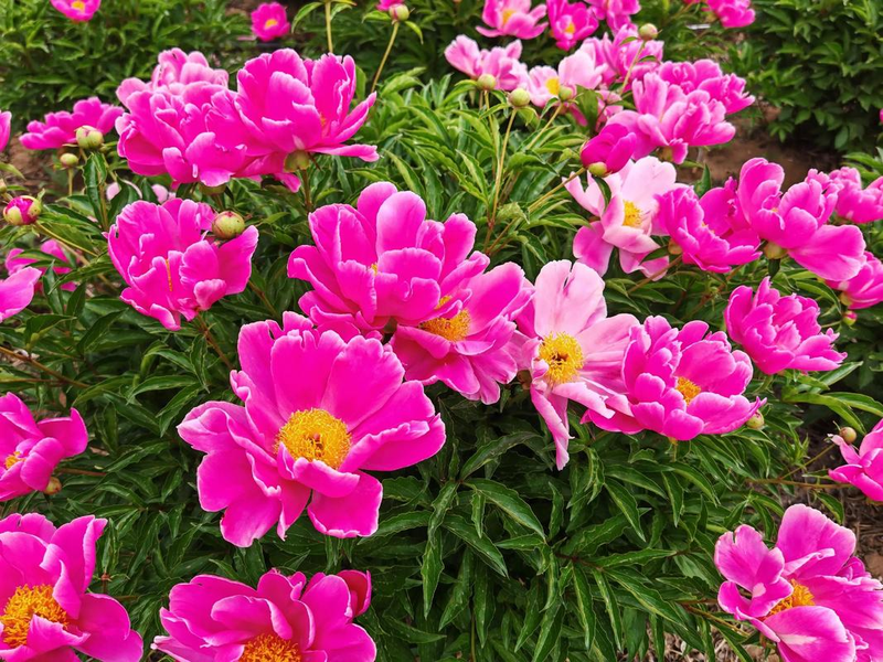 The method of planting the oily seed