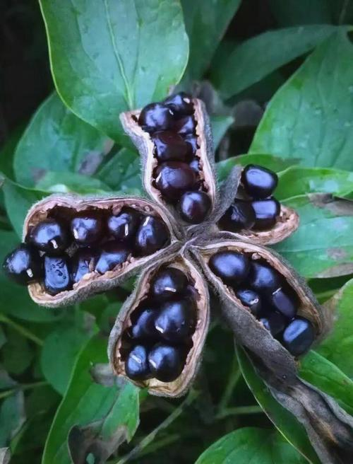 The method of planting the oily seed