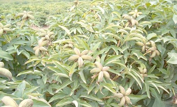 The method of planting the oily seed