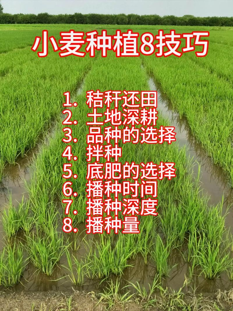 小麦草的种植方法