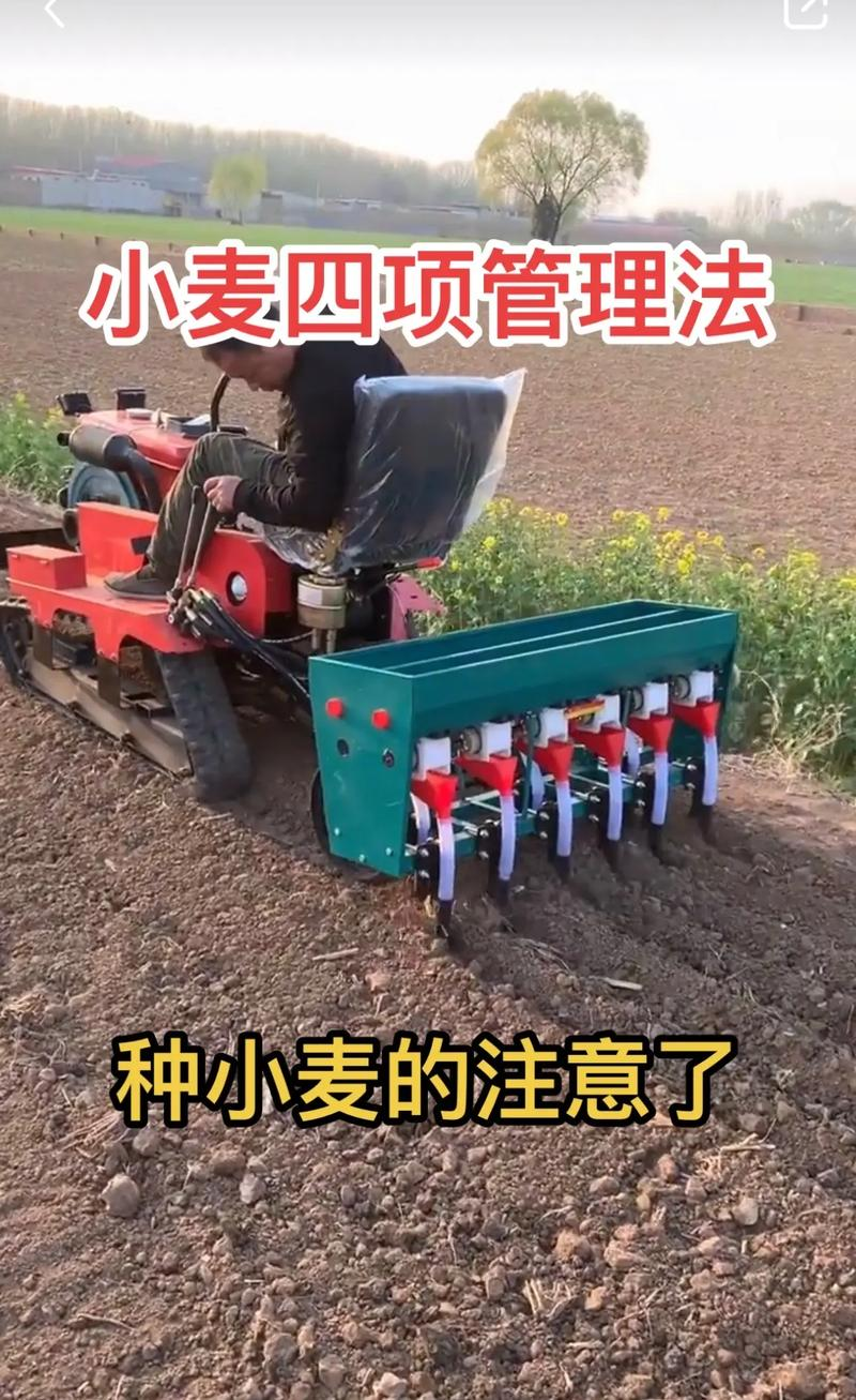 小麦草的种植方法