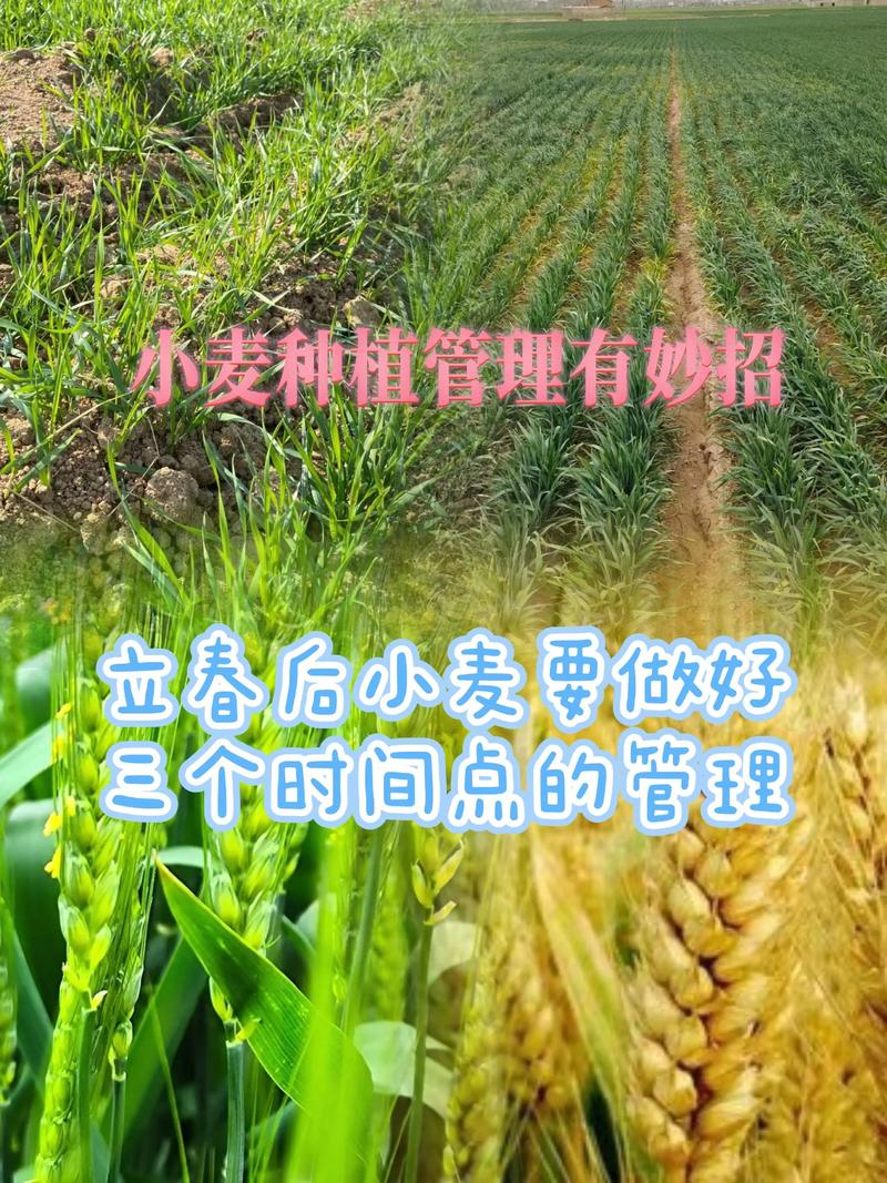 小麦草的种植方法