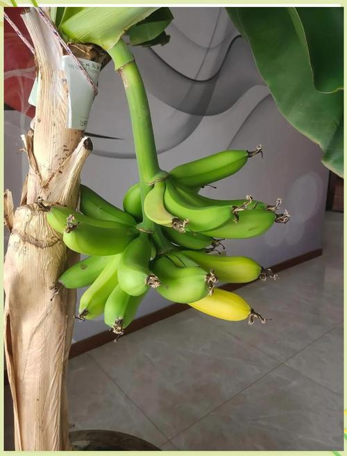 Banana cultivation techniques and management