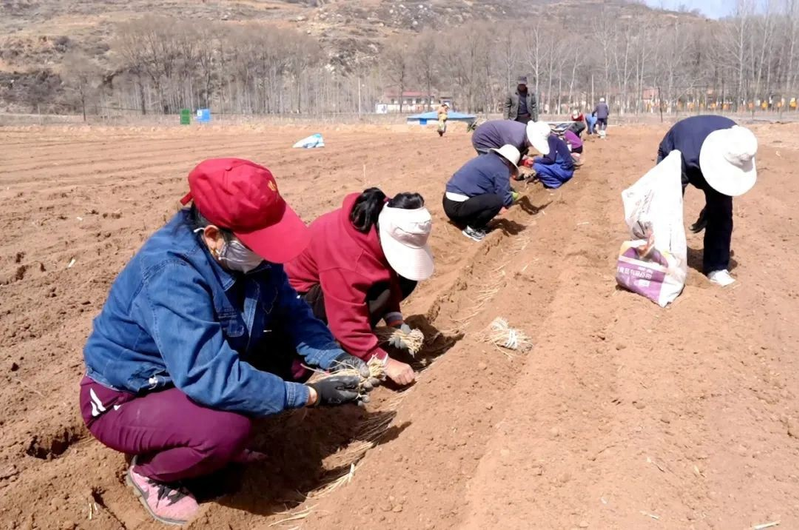 土党参的种植方法
