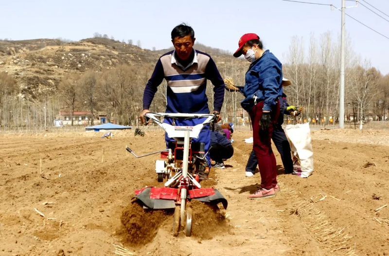 土党参的种植方法