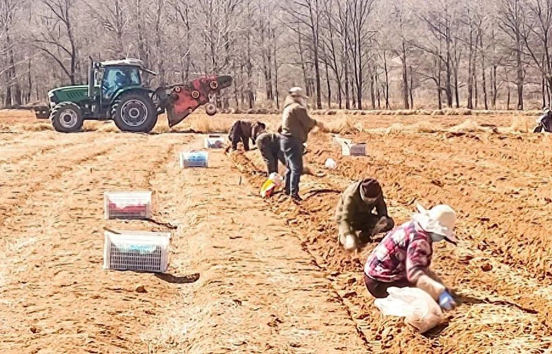 Cultivation methods involving turkish parties