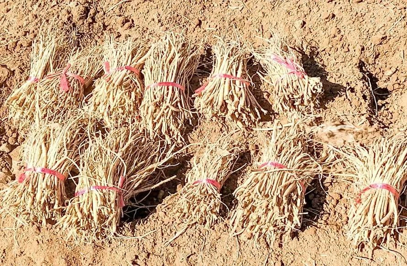 Cultivation methods involving turkish parties