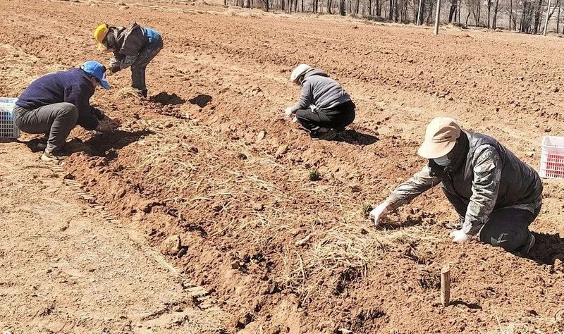 Cultivation methods involving turkish parties