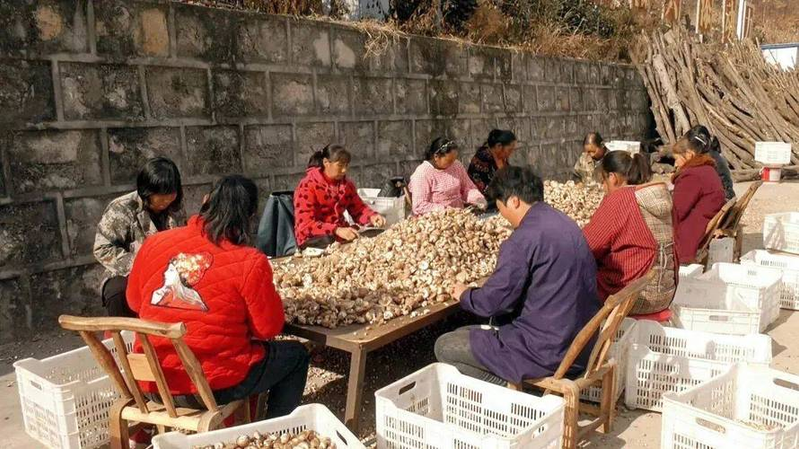 Black muir planting techniques