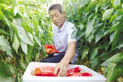 Pire-growing techniques in large sheds