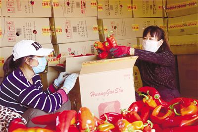 Pire-growing techniques in large sheds