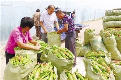 Pire-growing techniques in large sheds