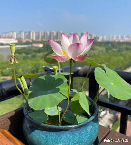 全程图解碗莲的种植方法