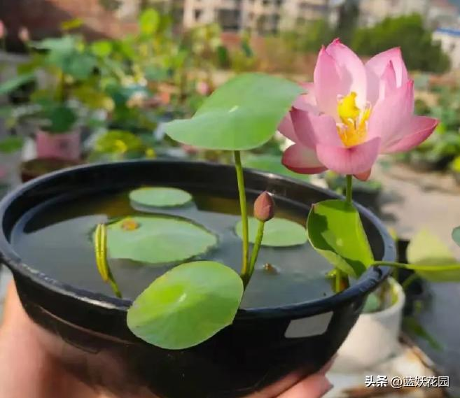 全程图解碗莲的种植方法