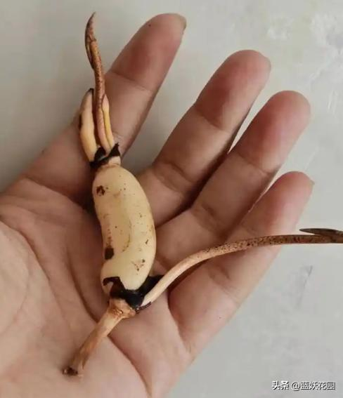 全程图解碗莲的种植方法