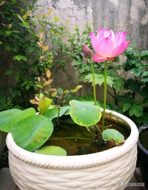 全程图解碗莲的种植方法