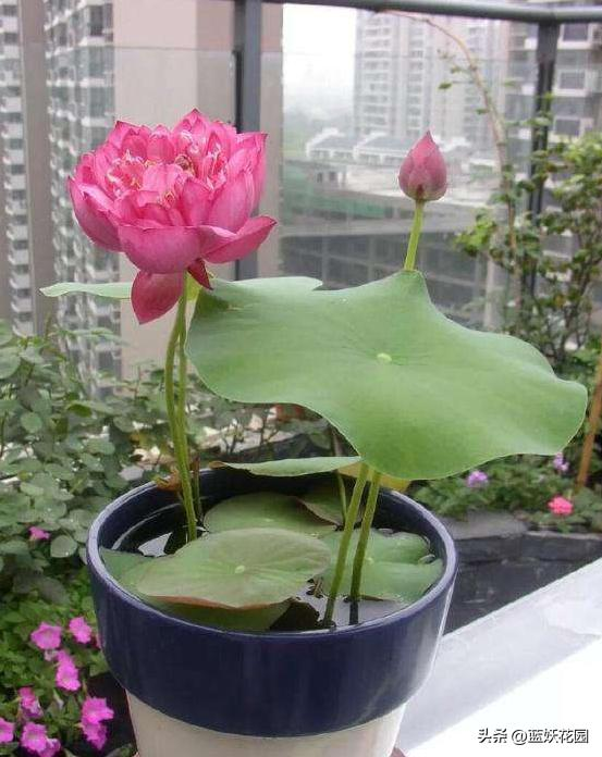 全程图解碗莲的种植方法