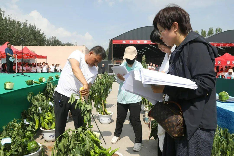 Pire-growing techniques in large sheds