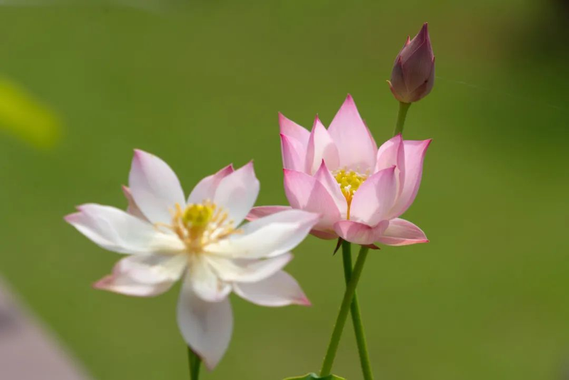 全程图解碗莲的种植方法