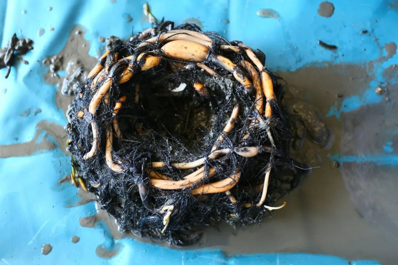 全程图解碗莲的种植方法