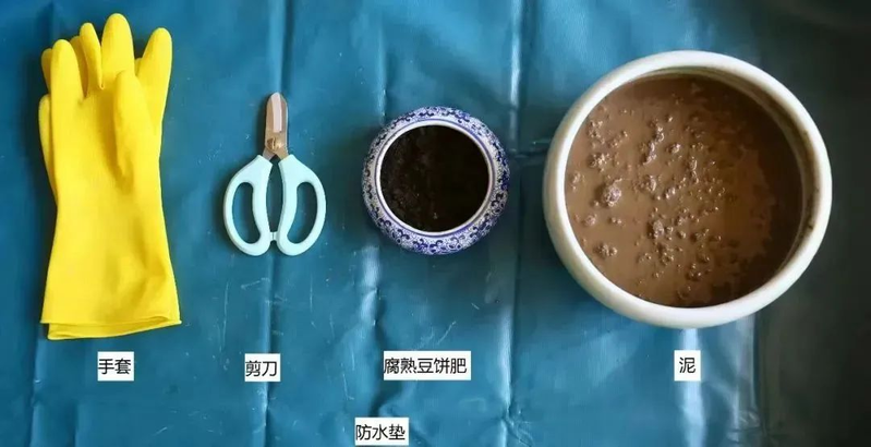 全程图解碗莲的种植方法