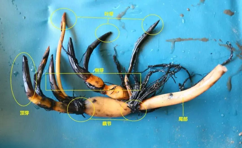 全程图解碗莲的种植方法
