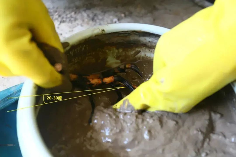 全程图解碗莲的种植方法