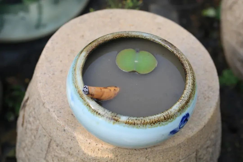 全程图解碗莲的种植方法