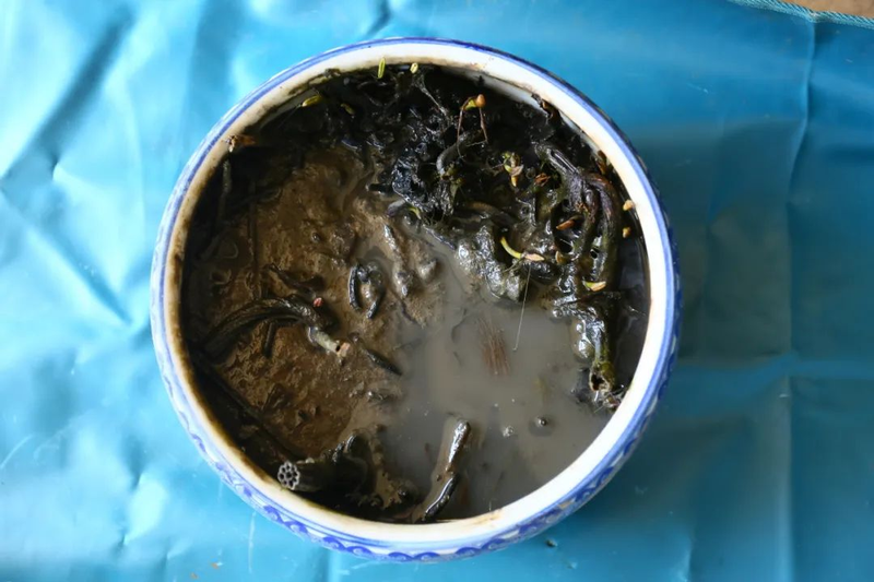 全程图解碗莲的种植方法