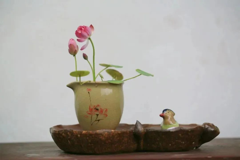 全程图解碗莲的种植方法