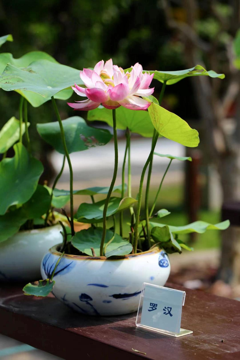 全程图解碗莲的种植方法