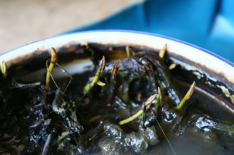 全程图解碗莲的种植方法