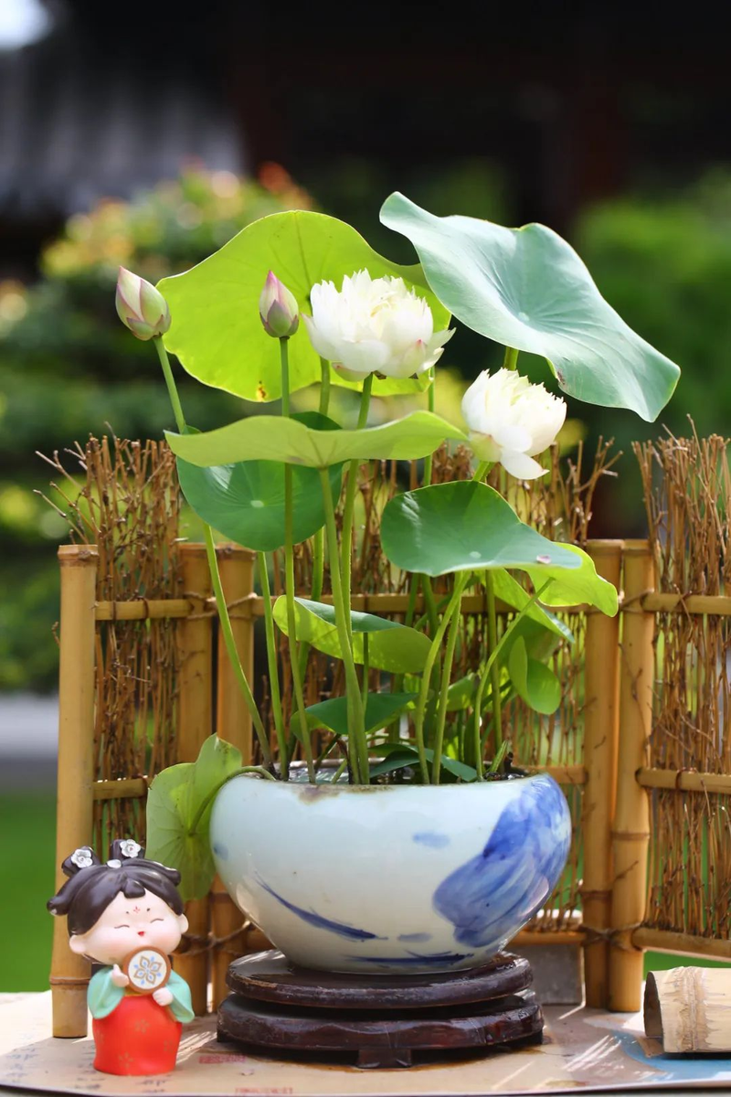 全程图解碗莲的种植方法